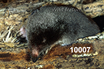 Parascalops breweri, Hairy-tailed Mole